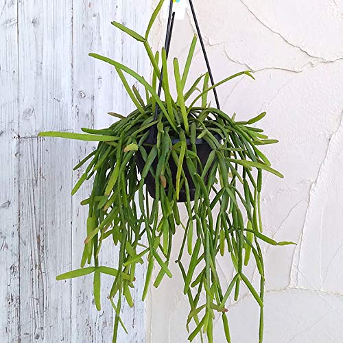 Amazon.co.jp: リプサリス：ミクランサ 5号吊り鉢[多肉植物][nichidori